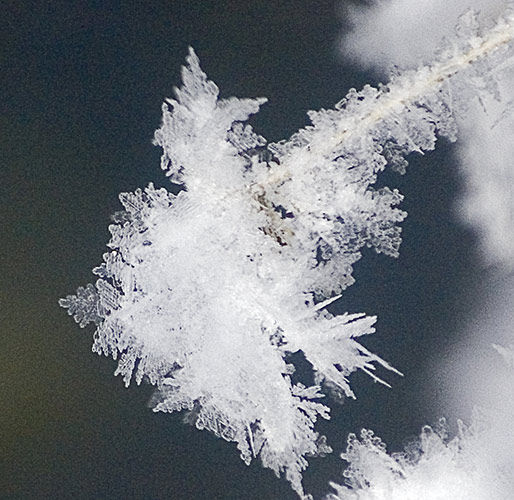 hoar frost cluster